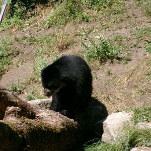 Spectacled bear
