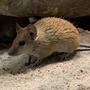 Pale golden spiny mouse