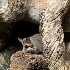 Black tailed garden dormouse