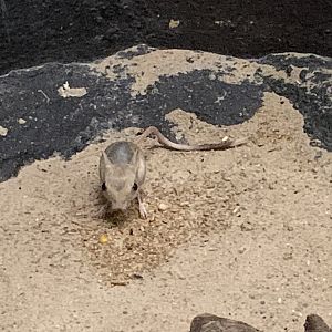 Lesser Egyptian jerboa