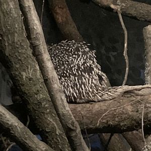 Brazilian porcupine