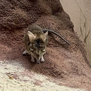 Rufous elephant shrew