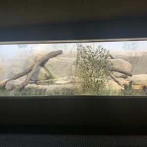 Komodo dragon exhibit