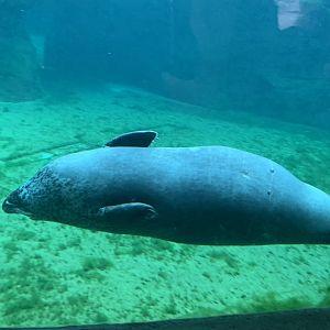 Eastern Atlantic harbour seal