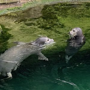 East Atlantic harbour seal