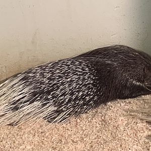 Indian crested porcupine