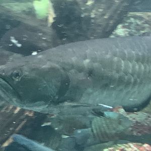 Black arowana