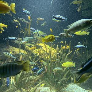 Lake Malawi cichlids