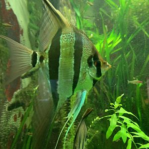 Altum angelfish