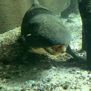 Australian lungfish