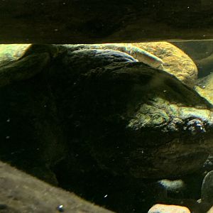Alligator snapping turtle