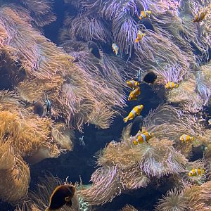 Anemonefish tank