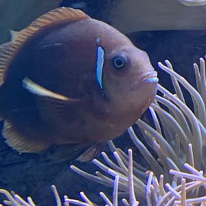 Fire clownfish