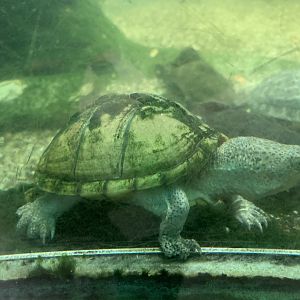 Razor-backed musk turtle