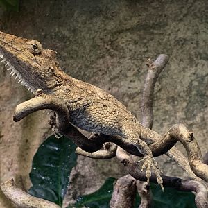 False chameleon anole