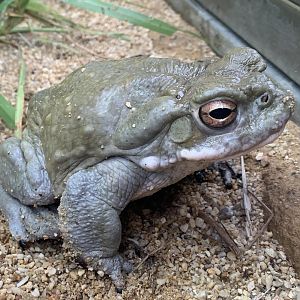 Colorado River toad