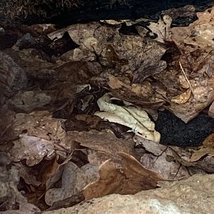 Eastern gaboon viper