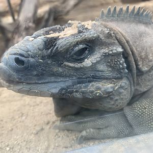 Jamaican iguana