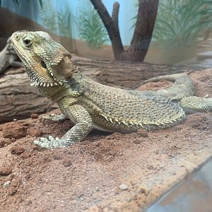 Central bearded dragon