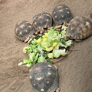 Radiated tortoises