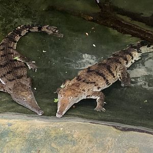 Johnstone's crocodiles