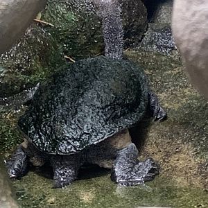 Common snake-necked turtle