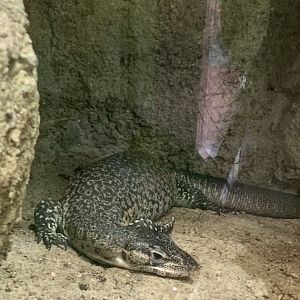Mitchell's water monitor