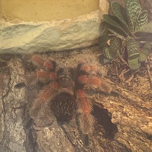 Mexican fireleg tarantula