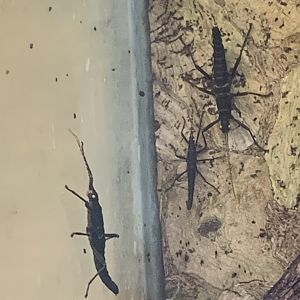 Golden-eyed stick insect