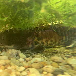 Anderson's salamander