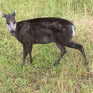 Michie's tufted deer