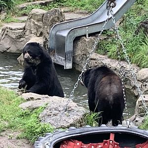 Spectacled bears