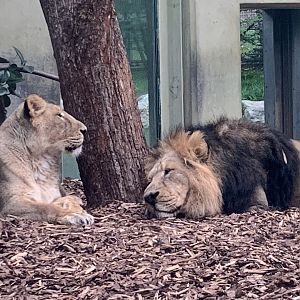 Asiatic lions