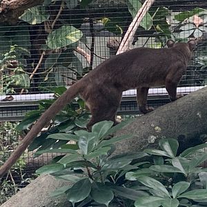 Fossa