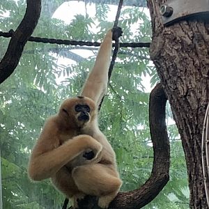 Northern White-cheeked Gibbon