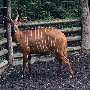 Eastern bongo