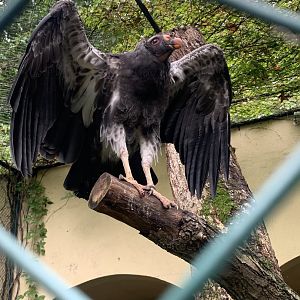 Juvenile king vulture
