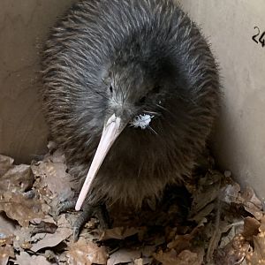 North Island brown kiwi