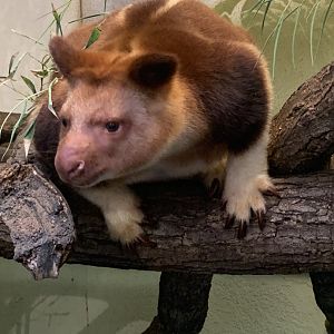 Goodfellow's tree kangaroo