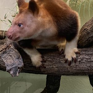 Goodfellow's tree kangaroo