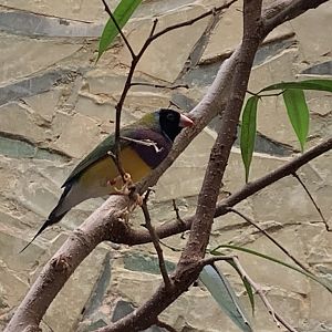 Gouldian finch