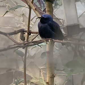 Purple honeycreeper