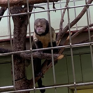 Yelllow-breasted capuchin