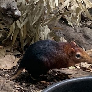 Black-and-rufous elephant shrew