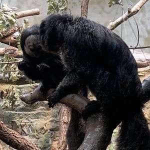 White-faced saki