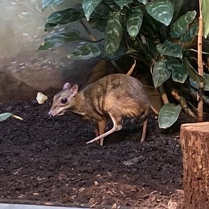 Javan chevrotain