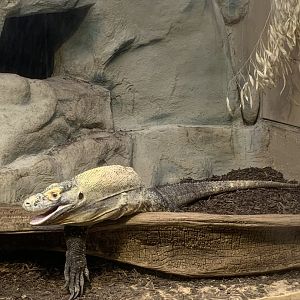 Komodo dragon