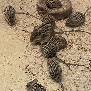 Barbary striped grass mouse