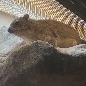 Yellow-spotted rock hyrax