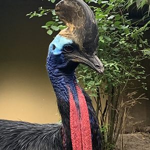 Southern cassowary